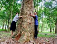 125 năm cao su 'cho vàng' ở Việt Nam - Kỳ 4: Vườn cao su đầu tiên ở miền đất đỏ